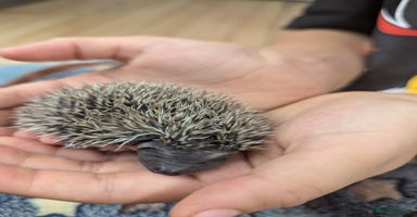 Pygmy Hedgehog rodents - Advert 11