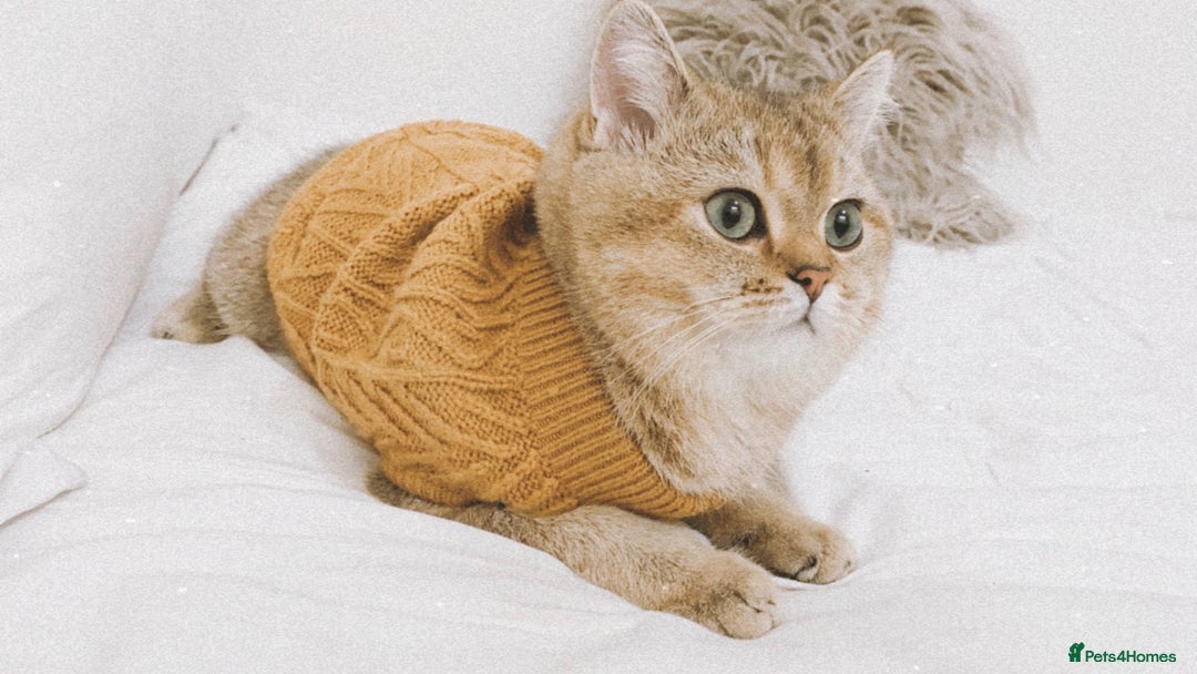 British Shorthair cats for sale: British Shorthair up for adoption  - Advert 4