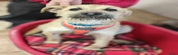 Mixed Breed dogs for adoption: ❤️🐶 BEKKI – SO MUCH LOVE IN HER in Nottingham - Advert 8