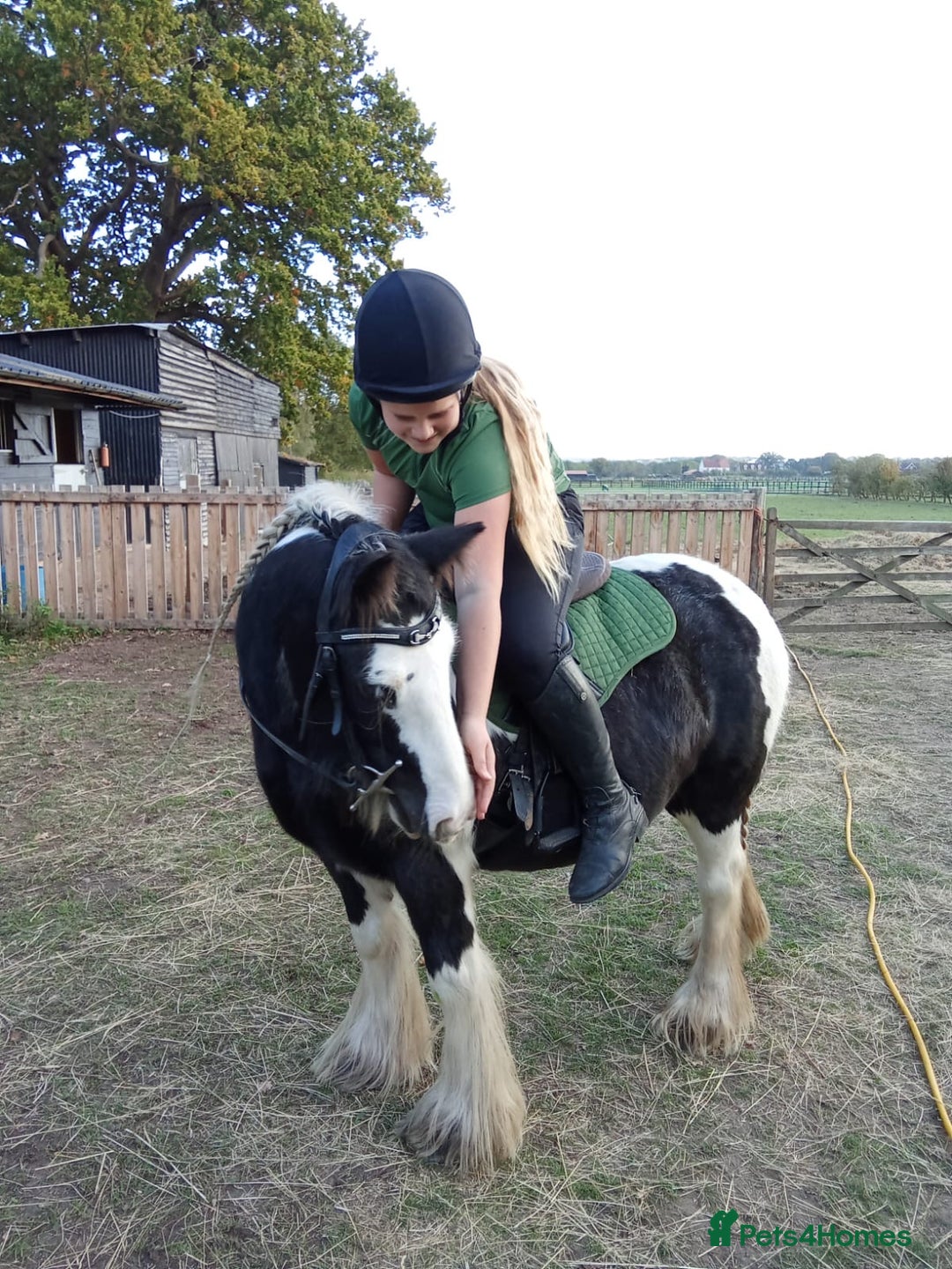 Riding pony horses for sale: Nancy  - Advert 7