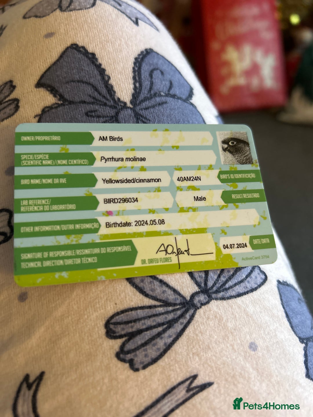 Conures birds for sale: Conure - Advert 5