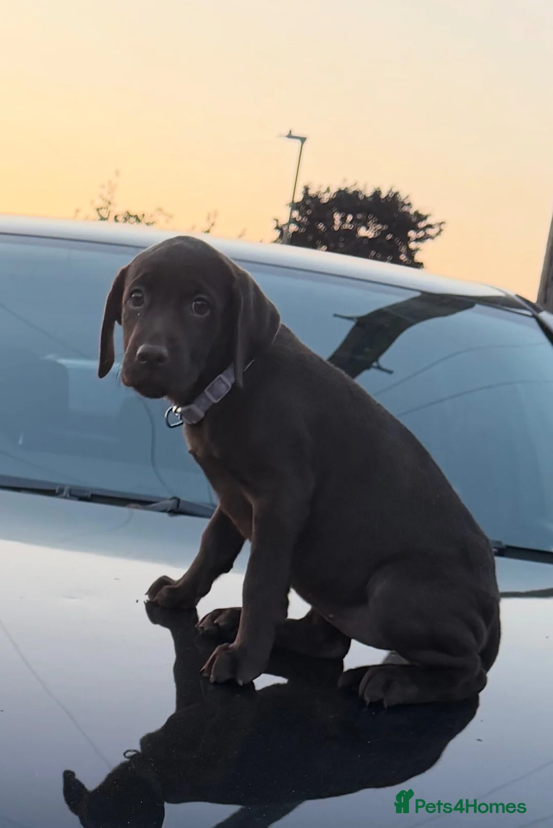 Labrador Retriever dogs for sale: Chocolate Labrador forsale  in Nottingham - Advert 3