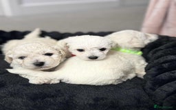 Bichon Frise dogs for sale: Adorable Bichon Frisée Puppies for sale  - Image 12