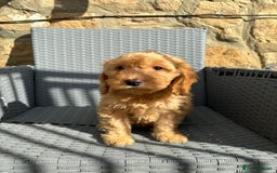 Cockapoo dogs for sale: Cockapoo puppies - Image 8