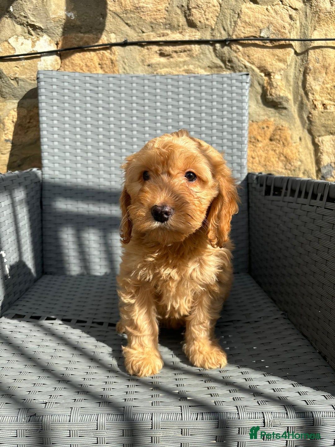 Cockapoo dogs for sale: Cockapoo puppies - Image 8