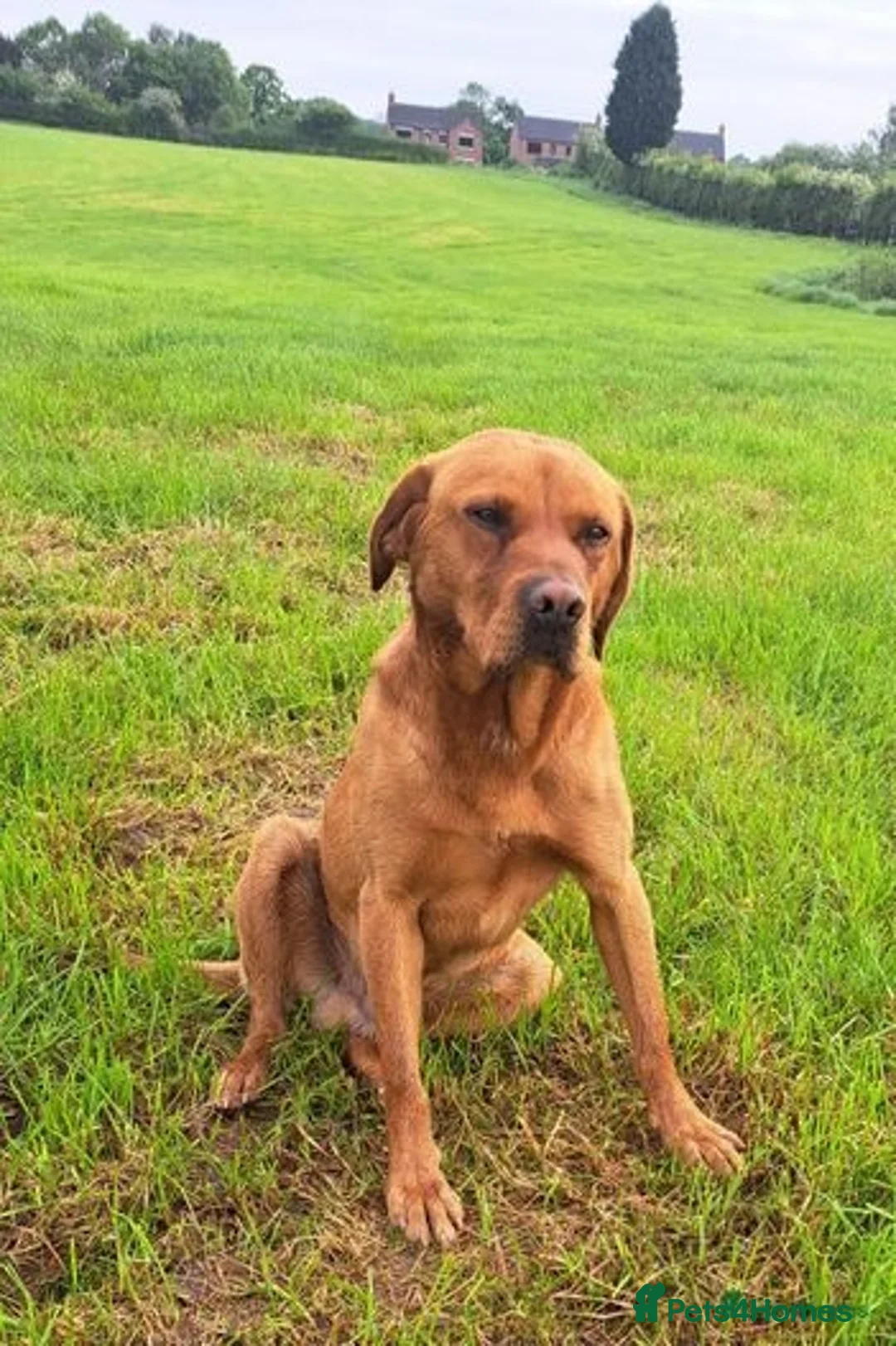 Labrador Retriever dogs for stud: Fox Red Labrador For Stud, Fully health tested  in Stoke-on-Trent - Advert 9