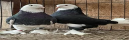 Pigeons birds for sale: FANCY WEST OF ENGLAND TUMBLERS  - Advert 3