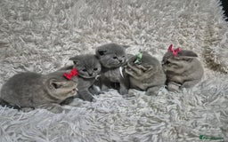 British Shorthair cats for sale: British short-hair kittens - Advert 7