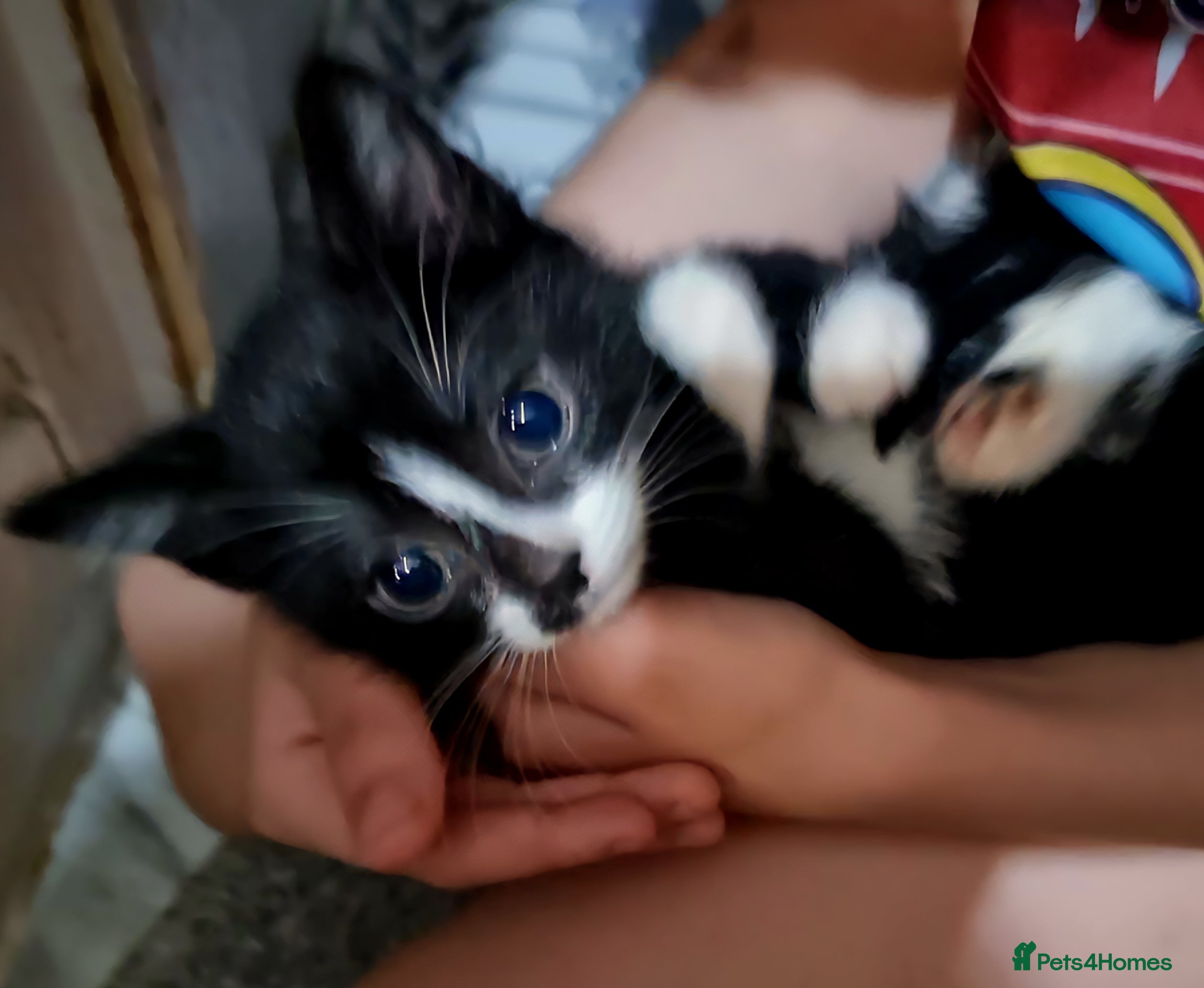 Mixed Breed cats 3x black and white kittens - Advert 10