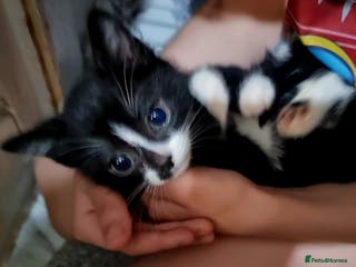 Mixed Breed cats 3x black and white kittens - Advert 22