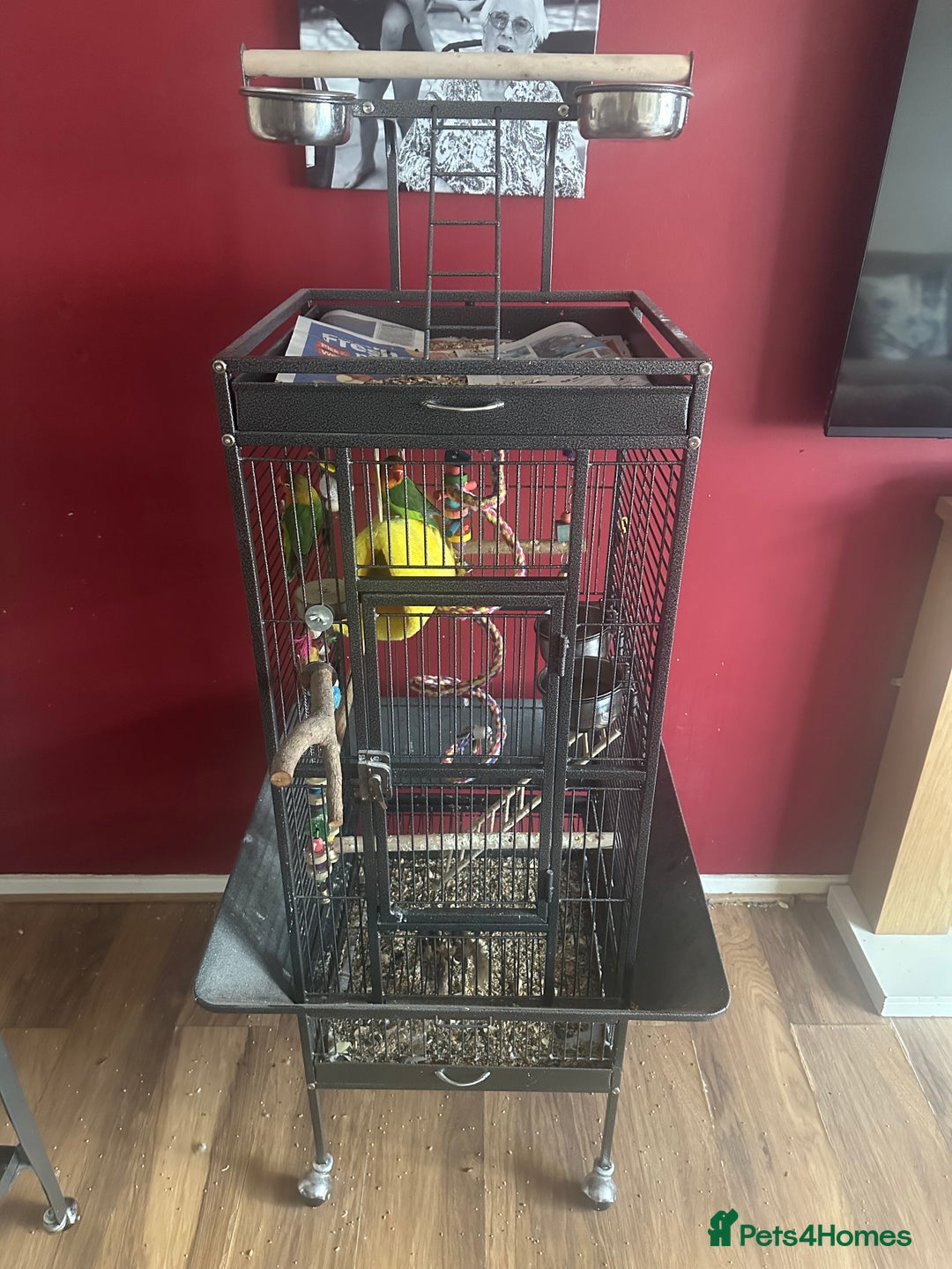 Lovebirds birds for sale: 3 Lovebirds Looking For Loving Home - Image 3
