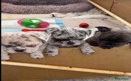 French Bulldog dogs for sale: 3 stunning merle female frenchies  - Advert 5