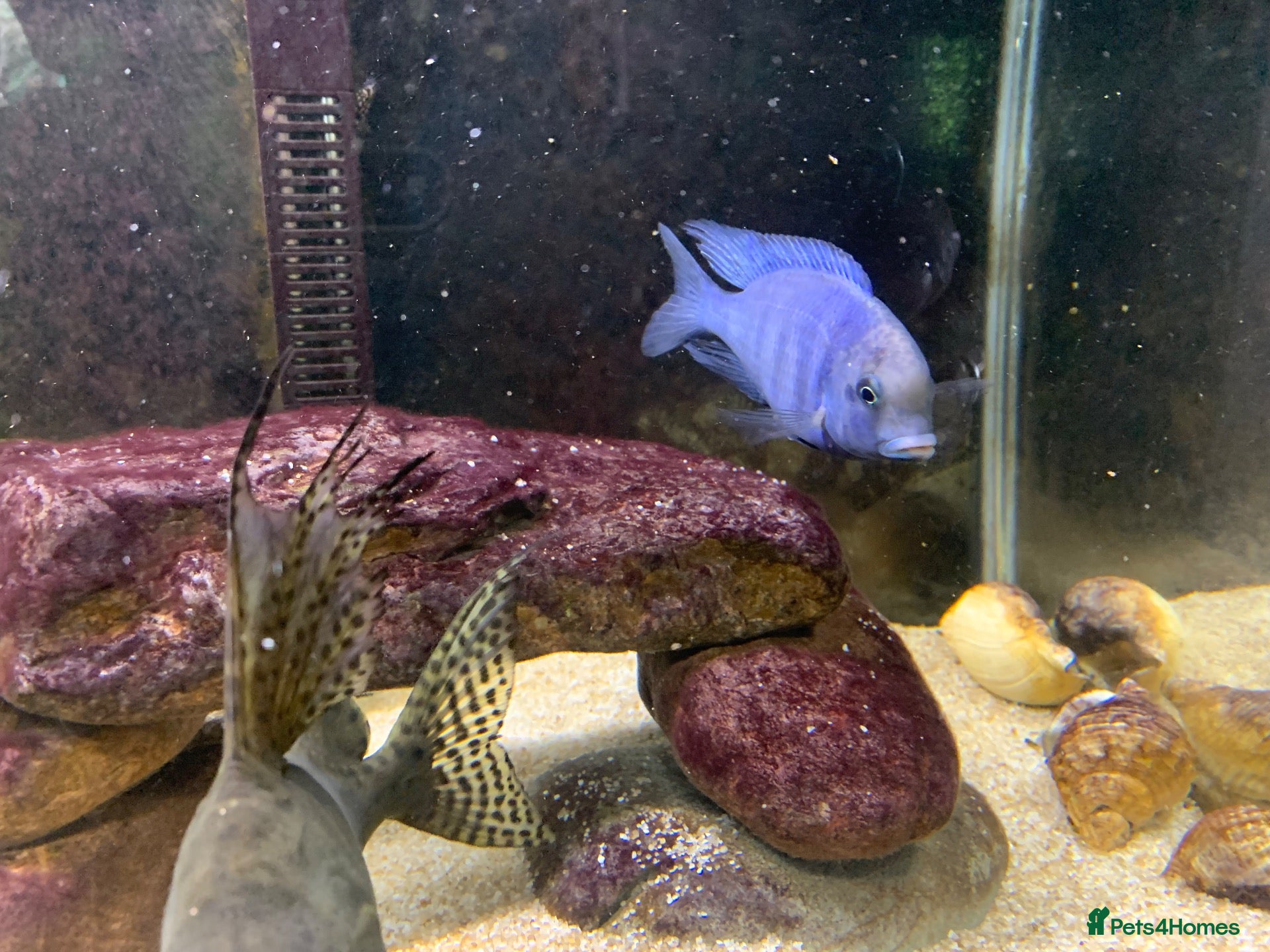 Cichlids fish Tanganyika Cichlids +Malawi Hap. - Advert 1