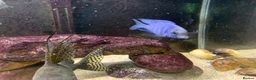 Cichlids fish for sale: Tanganyika Cichlids +Malawi Hap. in Salisbury - Advert 1