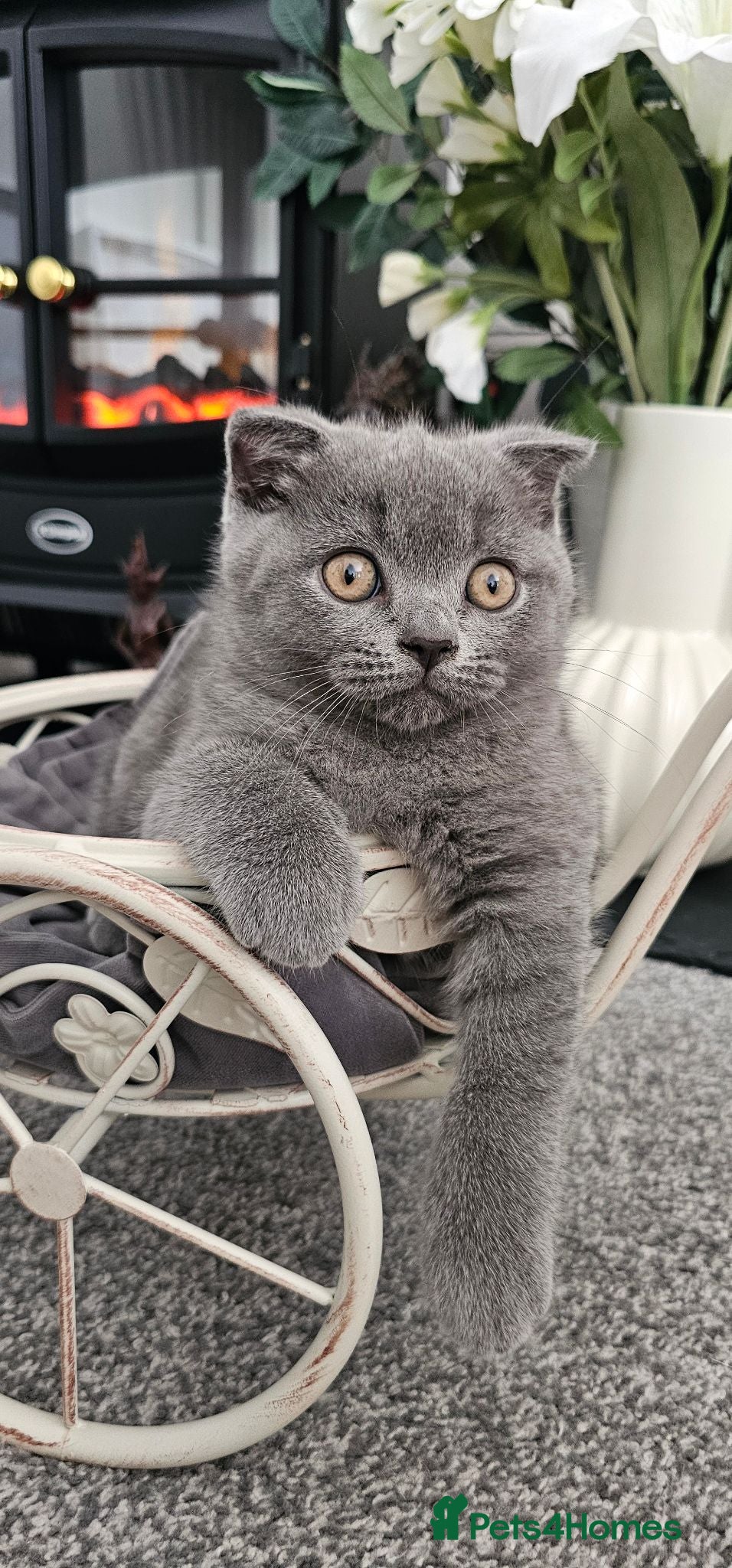 Scottish Fold cats FULLY VACCINATED! Last Scottish Fold Male - Advert 2