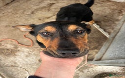 Huntaway dogs for sale: Female huntaway - Image 2