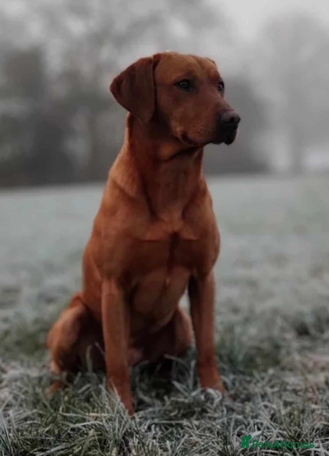 Labrador Retriever dogs for sale: Pedigree KCRegistered Labrador Pups-FoxRed & Black - Advert 14
