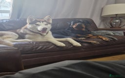 Mixed Breed dogs for sale: Adorable Rottsky Pups - Image 20