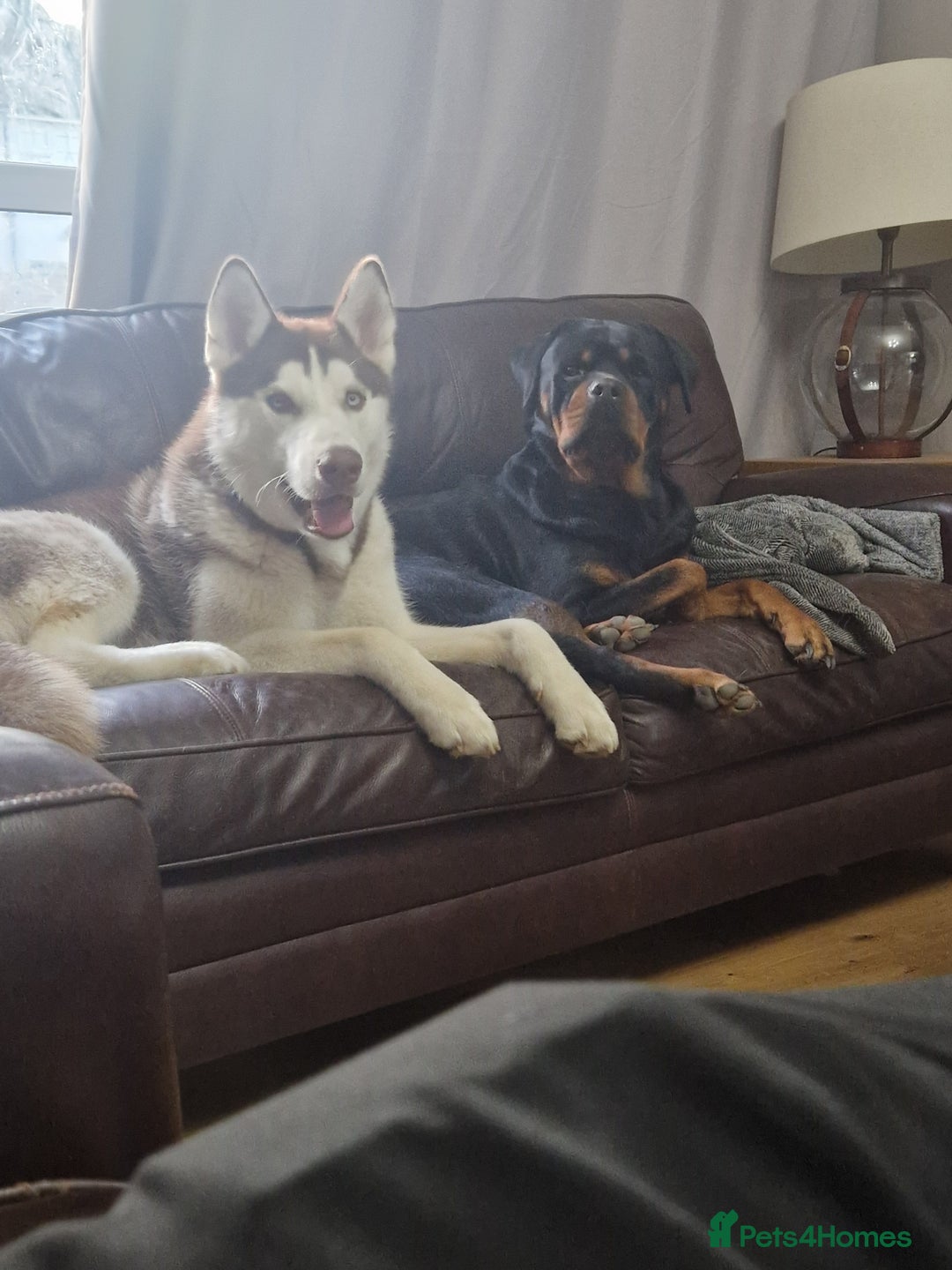 Mixed Breed dogs for sale: Adorable Rottsky Pups - Image 20