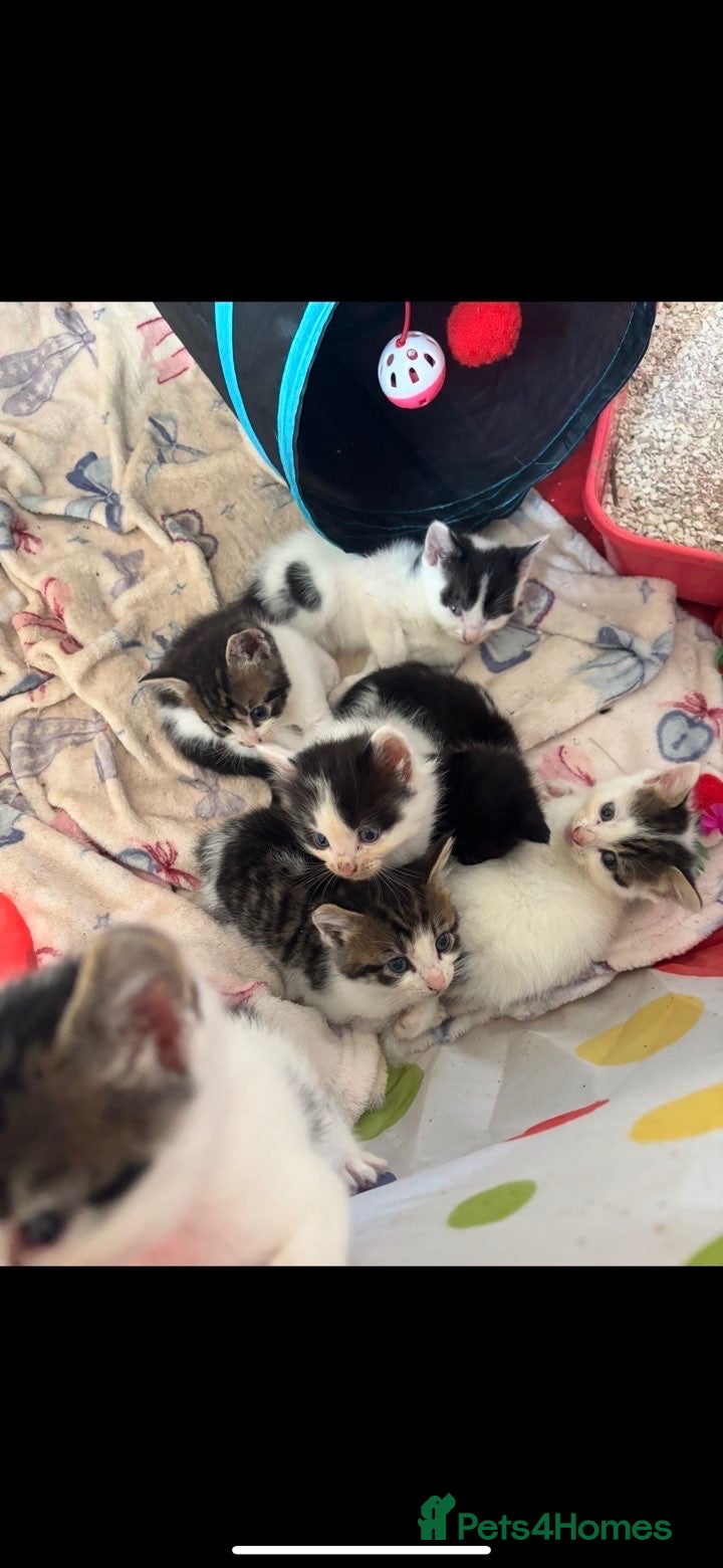 Domestic Shorthair cats Beautiful playful loving kittens  - Advert 1