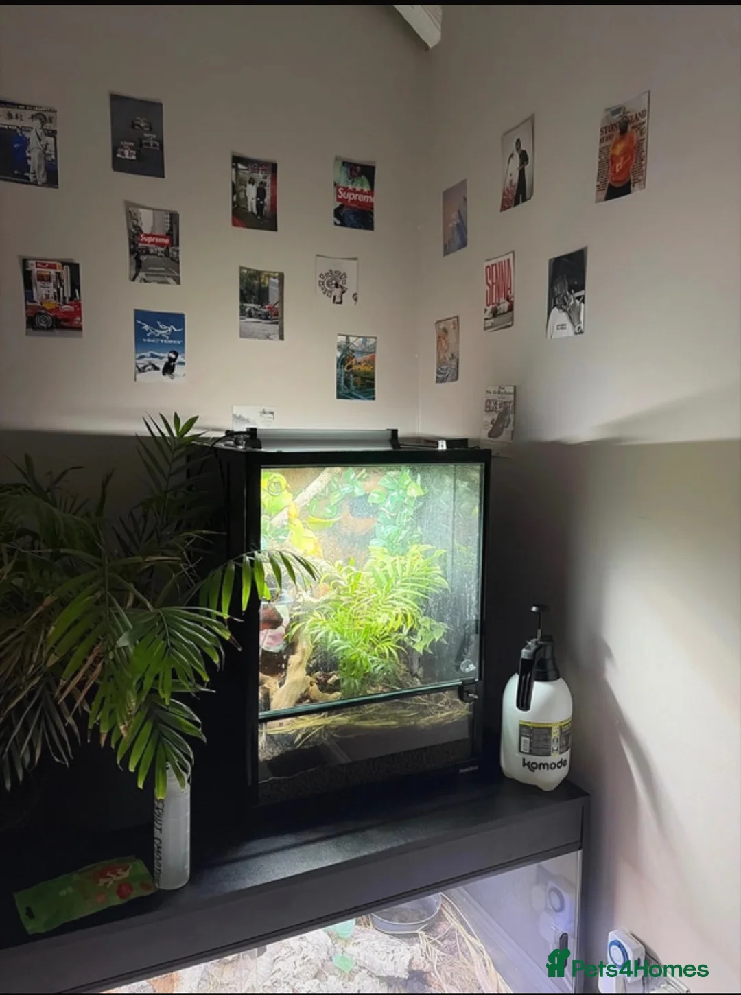 Gecko reptiles for sale: 45x45x60 custom terrarium  - Advert 2