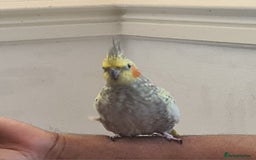 Cockatiels birds for sale: Hand feed couple  - Image 8