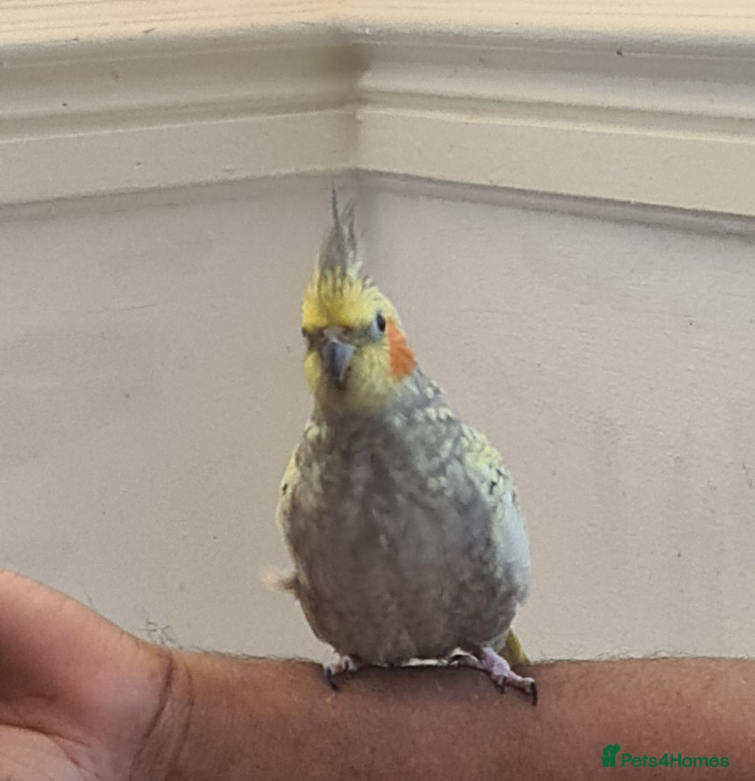 Cockatiels birds for sale: Hand feed couple  - Image 8
