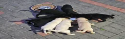 Labrador Retriever dogs for sale: Labrador puppies  - Advert 6