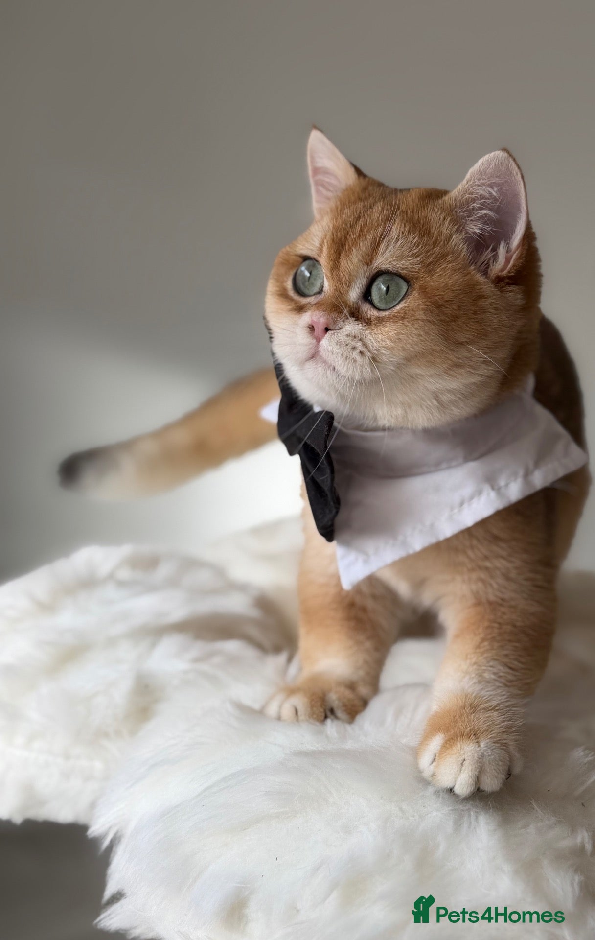 British Shorthair cats British Shorthair Golden kittens  - Advert 2