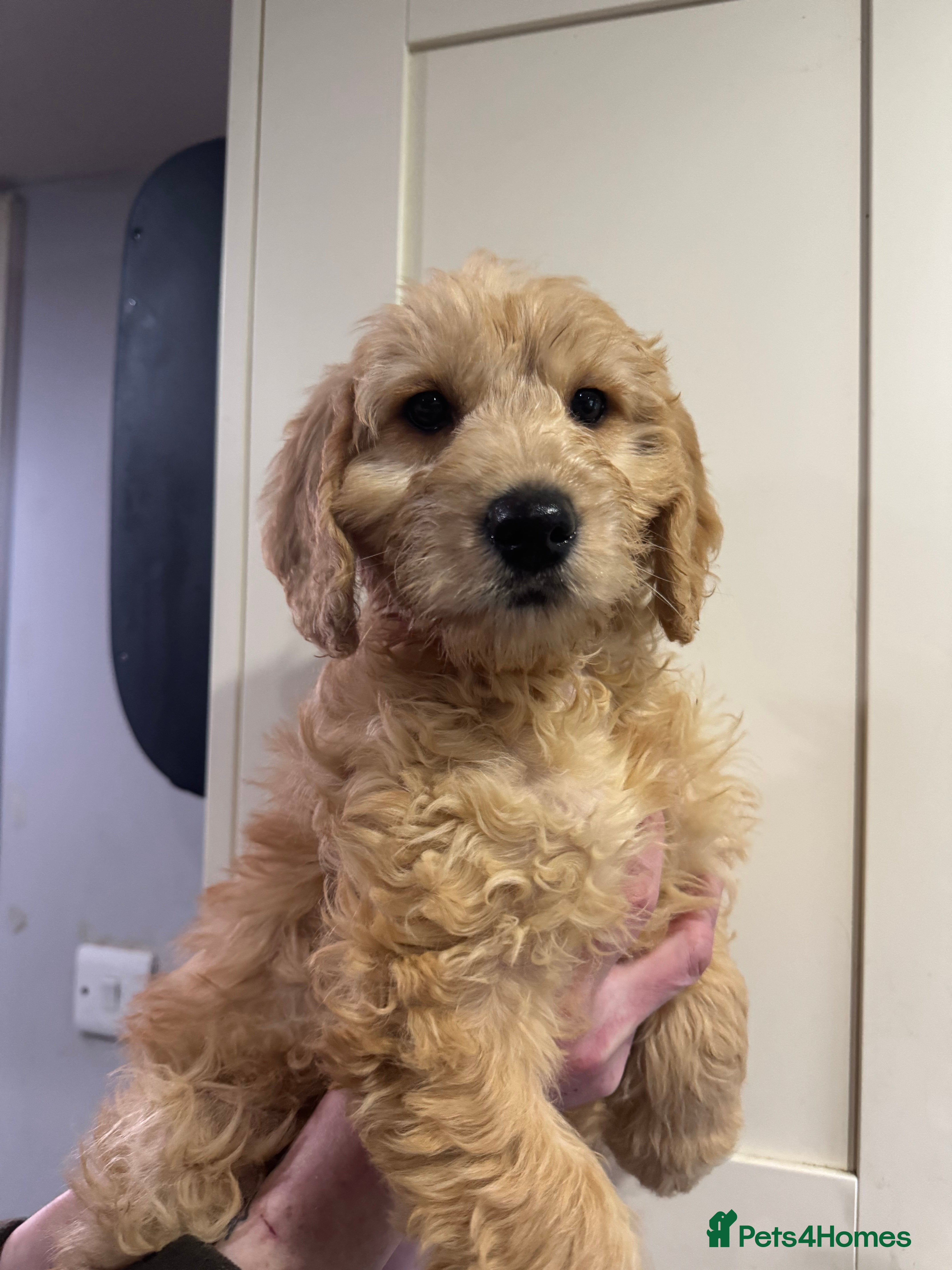 Mini Goldendoodle dogs Health-checked Happy Ladies - Advert 17