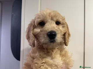 Mini Goldendoodle dogs Health-checked Happy Ladies - Advert 17