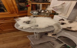 Ragdoll cats for sale: Ragdoll - Image 6