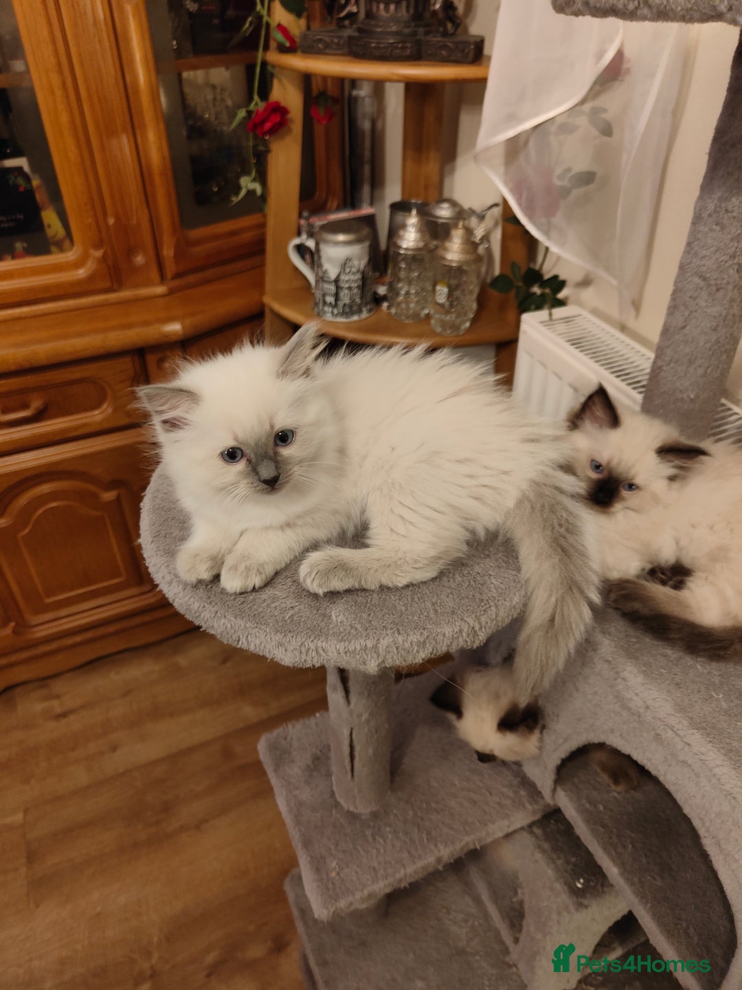 Ragdoll cats for sale: Ragdoll - Image 6