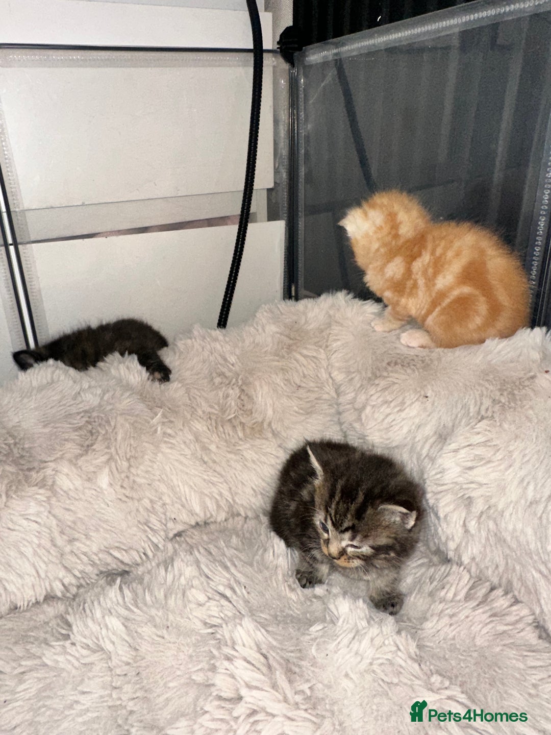 Maine Coon cats for sale: 5 MAINE COON X BABIES FOR SALE  - Advert 17