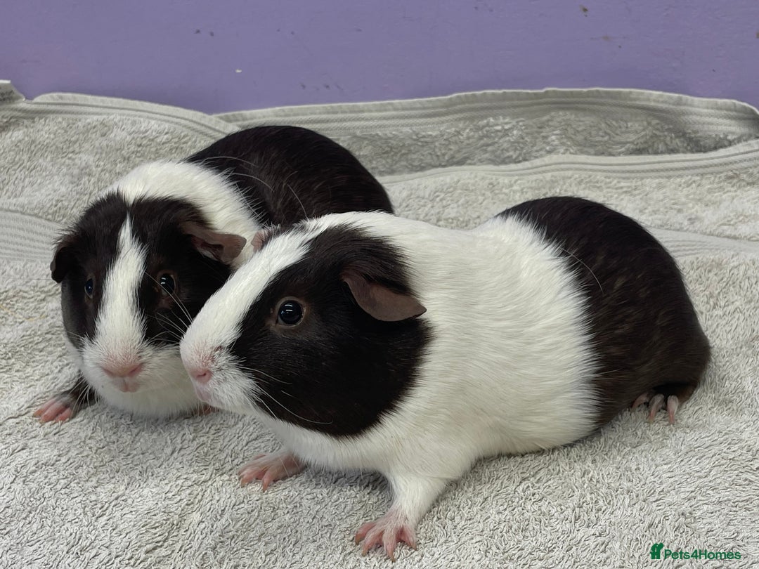 Guinea Pig rodents for sale: Guinea Pigs Sows  - Image 5