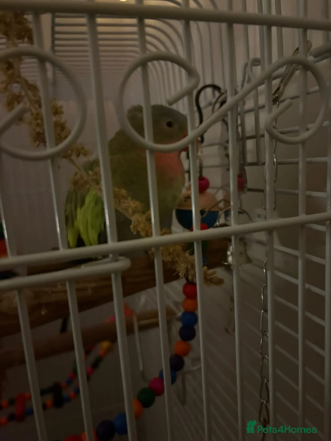 Parakeets birds for sale: Parakeet looking for a loving and patient home! in Bournemouth - Advert 3