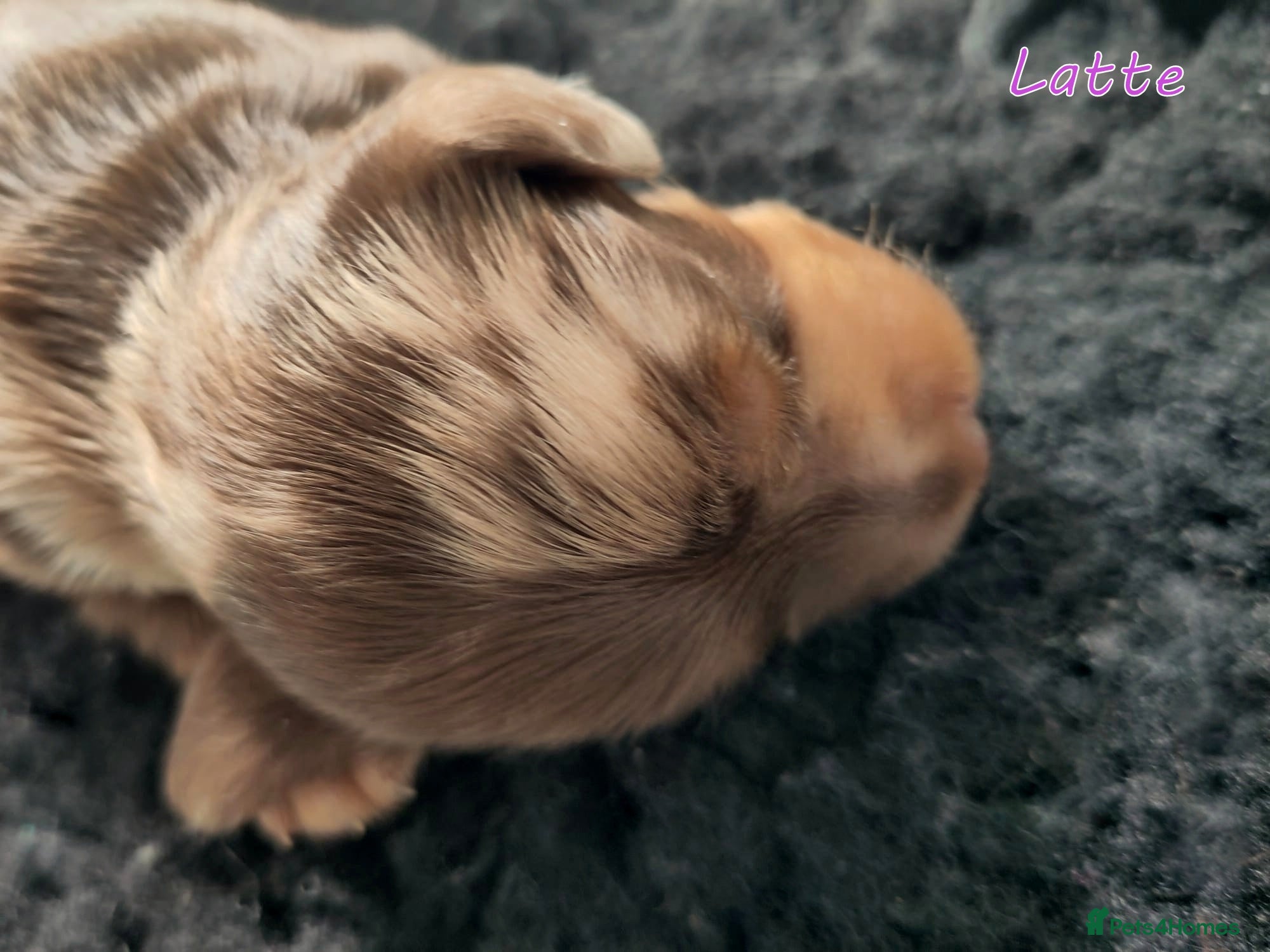 Miniature Dachshund dogs for sale: 🌟Dapple & Black Tan PRA Clear KC reg – June 26🌟 - Advert 1