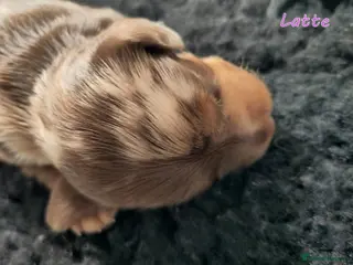 Miniature Dachshund dogs for sale: 🌟Dapple & Black Tan PRA Clear KC reg – June 26🌟 - Advert 1