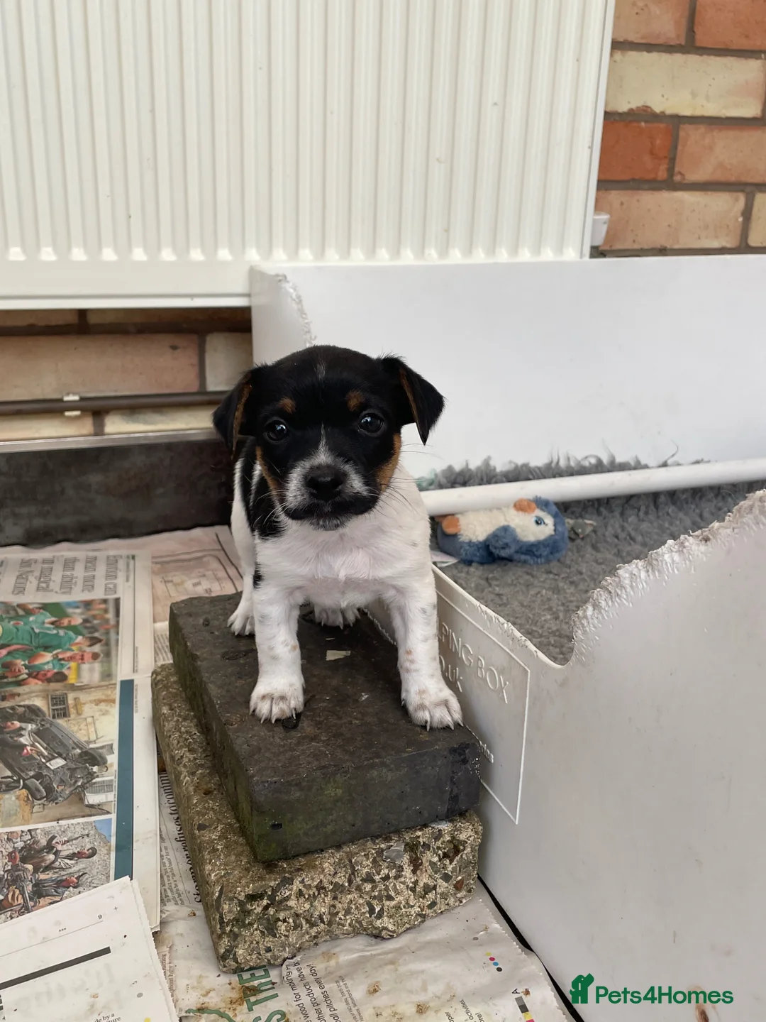 Jack Russell dogs for sale:  Excellent Jack Russell Puppies  in Coalville - Advert 7