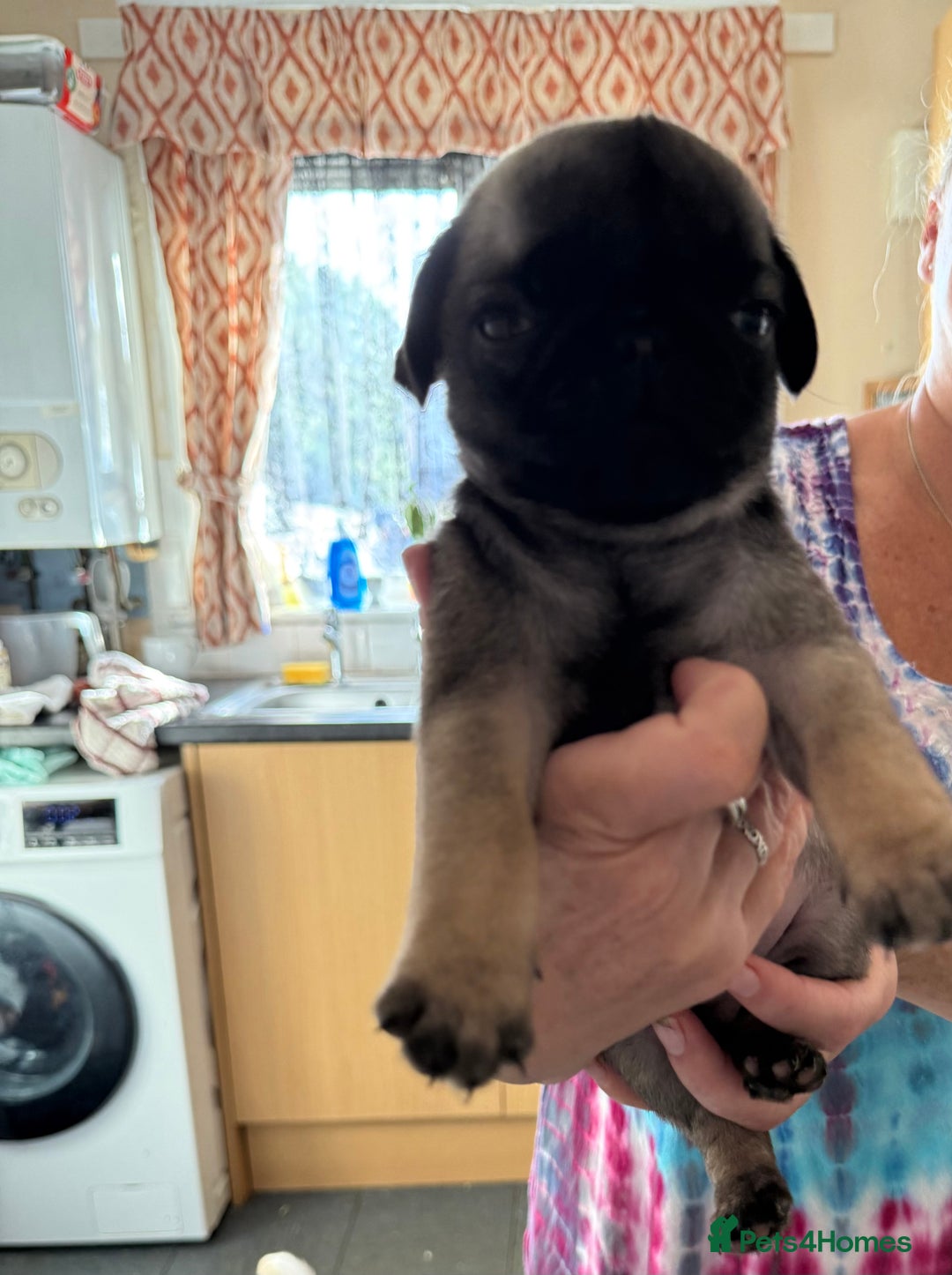 Pug dogs for sale: Pug puppies *READY NOW!!* - Image 21