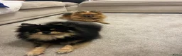 Pomeranian dogs for sale: TOY Pomeranians ready to go  - Advert 6