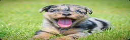 Mixed Breed dogs for sale: Beautiful litter of Patterpoo’s   - Advert 1