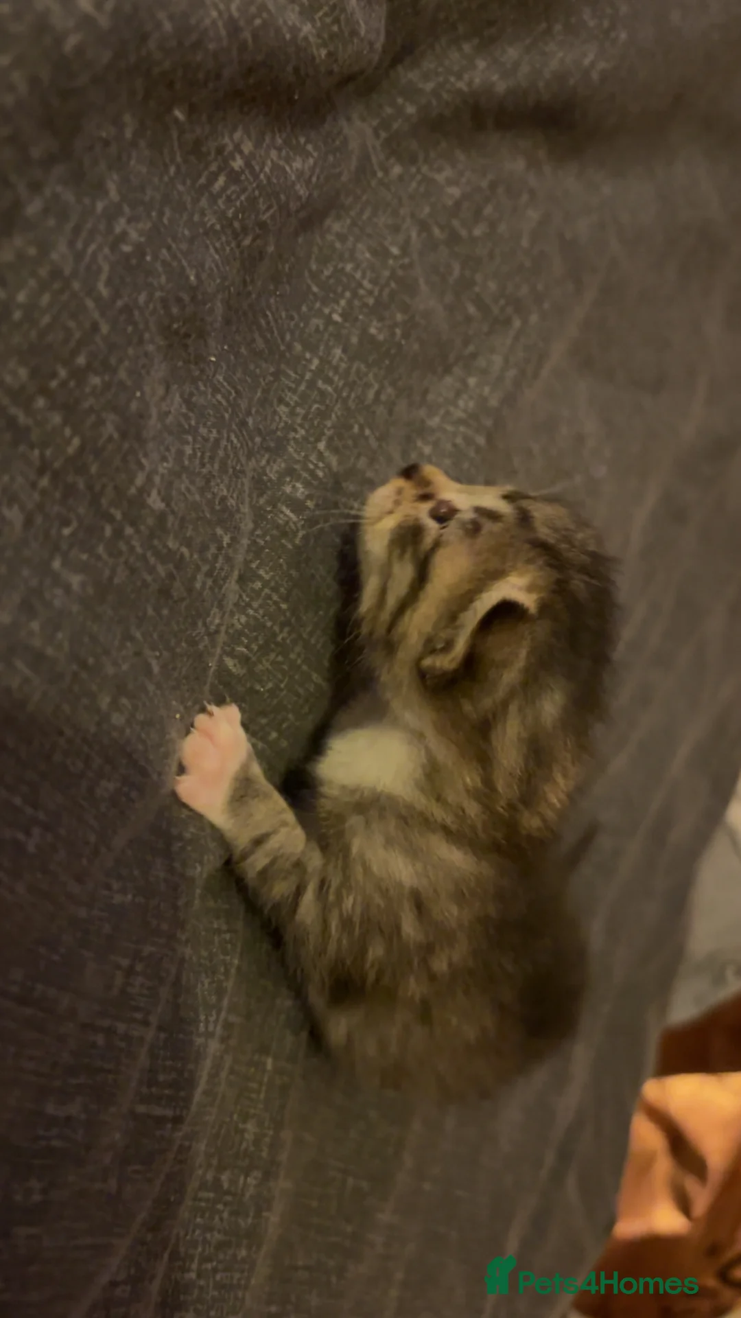 Mixed Breed cats for sale: Kittens for sale  - Advert 9