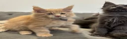 Maine Coon cats for sale: TICA Registered Maine Coon Kittens 🐾 - Advert 8