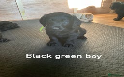 Labrador Retriever dogs for sale: Labrador puppies - Image 5
