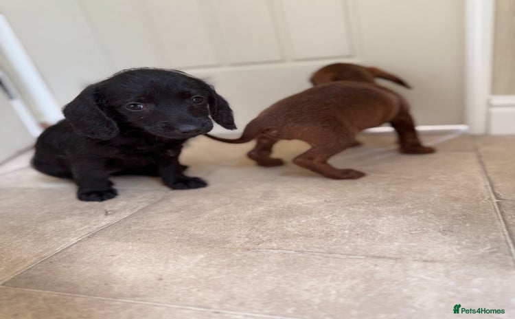 Doxiepoo dogs - Advert 1