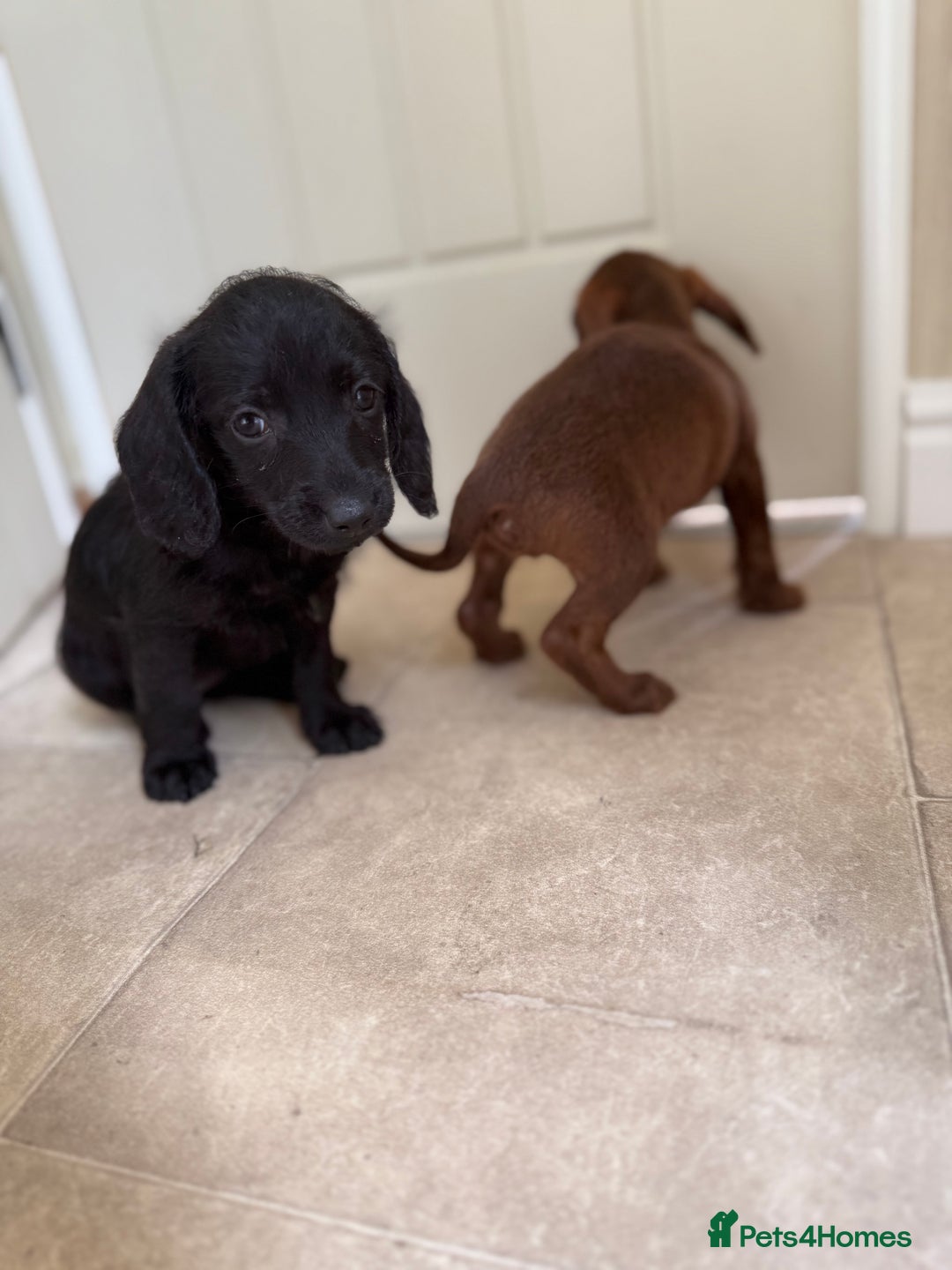 Doxiepoo dogs for sale: Daxi poos - Image 1