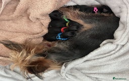 Yorkshire Terrier dogs for sale: Cute Yorkshire Terrier Puppy - Playful & Sweet - Image 6