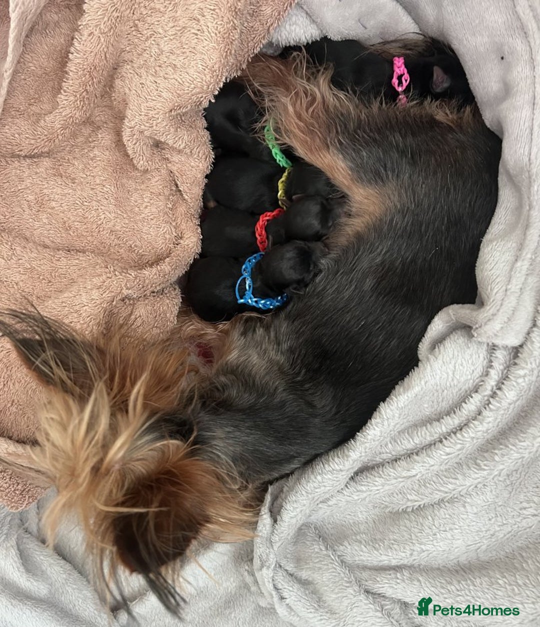 Yorkshire Terrier dogs for sale: Cute Yorkshire Terrier Puppy - Playful & Sweet - Image 6