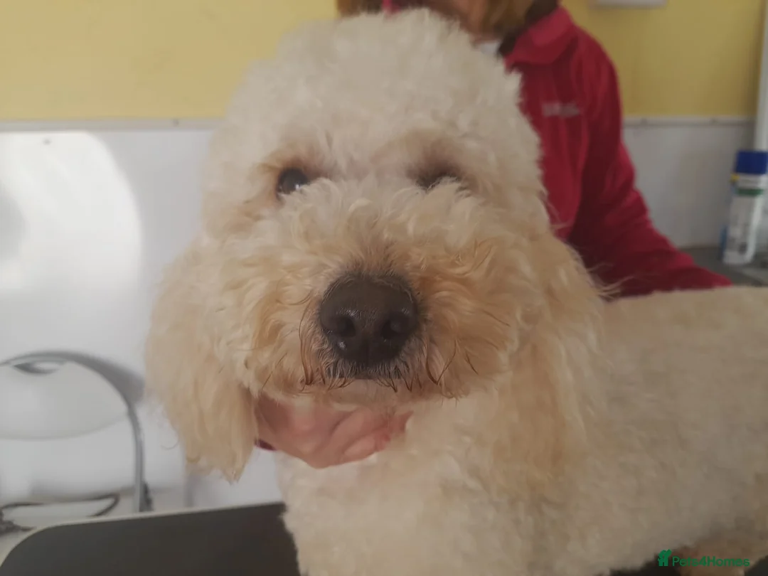 Miniature Poodle dogs for stud: Health Tested Quality Miniature Poodle Stud in Warwick - Advert 5